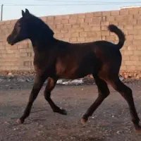 کره اسب عرب