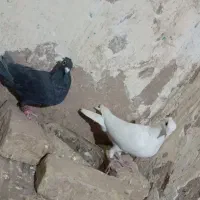 کبوتر