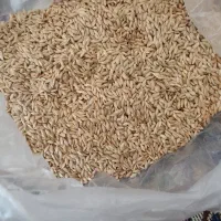 تخم کتان بوجاری