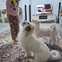 گمشده|حیوانات|مشهد, تبادکان|دیوار