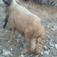 قوچ شک ورن سنجابی اصیل|حیوانات مزرعه|دالاهو, |دیوار