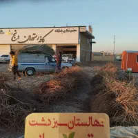 نهال انگور با ضمانت کتبی تسویه درب منزل|خدمات باغبانی و درختکاری|تاکستان, |دیوار