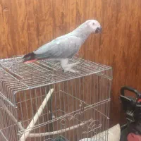 کاسگو دم قرمز نر