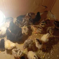 جوجه محلی اصل