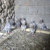 سرور هفترنگ|پرنده|شیراز, آزادی|دیوار