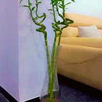 بامبو و گلدان و گیاه های مختلف