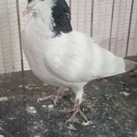 تسبیح کاردست کفتر کبوتر ساده خال|کلکسیون اشیاء عتیقه|تربتحیدریه, شهرک ولیعصر|دیوار