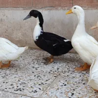 فروش اردک (چهار عدد)