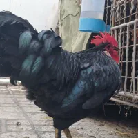 مرغ وخروس گلین اصل پنگوعنی