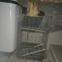 قفس پرنده سایز بزرگ در حد نو