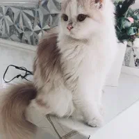 گربه پرشین کلاسیک عروسکی|گربه|اردبیل, |دیوار