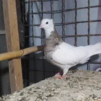 طوقی هفت رنگ آس|پرنده|شاهرود, |دیوار