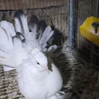 چتری آمریکایی دم رنگی|پرنده|اصفهان, بهاران|دیوار