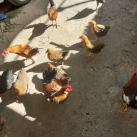 مرغ وخروس|حیوانات مزرعه|خرمشهر, |دیوار