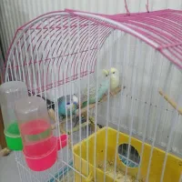 فروش مرغ عشق