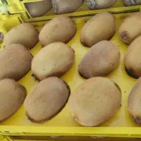 کیوی صادراتی سورت و بسته بندی شده