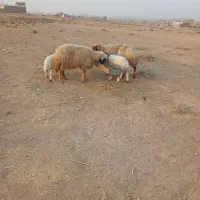 تعداد ۲ عدد میش وبره|حیوانات مزرعه|قصرشیرین, |دیوار