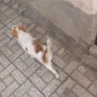 واگذاری سگ پاکوتاه فقد ۱ میلیون