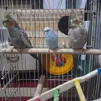 یه جفت عروس هلندی ویک عدد مرغ عشق|پرنده|تهران, زرگنده|دیوار