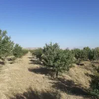 فروش زمین کشاورزی به همراه آب وبرق|فروش زمین و ملک کلنگی|شیدا, |دیوار