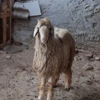 بره قوچی درجه یک