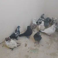 کفتر پرشی|پرنده|گلستان (تهران), |دیوار