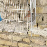 تعدادی قناری نرمست ودهن زن|پرنده|شیراز, شهرک صادقیه|دیوار