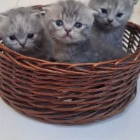 گربه های برتیش و اسکاتیش|گربه|اهواز, کوی نیرو|دیوار