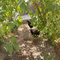 مرغ وخروس فروشی