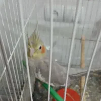 عروس با جوجه|پرنده|شاهرود, |دیوار