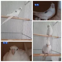 گرینچیک و عروس هلندی