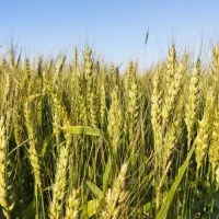 فروش گندم آبی