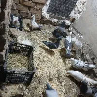 دورگ،پلاکی