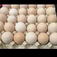 تخم مرغ محلی