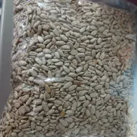 مغزتخمه تازه تازه