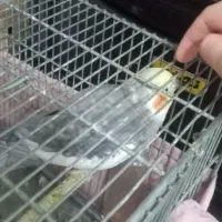 عروس هلندی نر سینامون|پرنده|سنگر, |دیوار