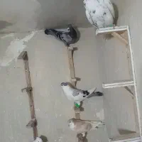 ۶ عددکفتر  نرو و ماده