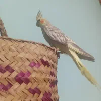 عروس هلندی زیبا|پرنده|گالیکش, |دیوار