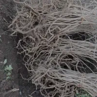 نهالهای سماق وانجیر وگلابی|خدمات باغبانی و درختکاری|سردشت, |دیوار