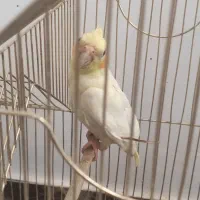 5 عدد مرغ عشق و 1 عدد عروس هلندی