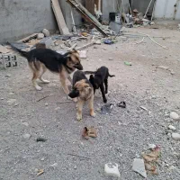 سگ ژرمن ماده شکم طلا|سگ|آذرشهر, |دیوار