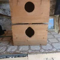 ۲عدد لونه عروس هلندی  سالم