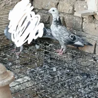 لوازم تحریر مداد خودکار طرح کفتر