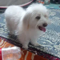 سگ پاکوتاه|سگ|میبد, |دیوار