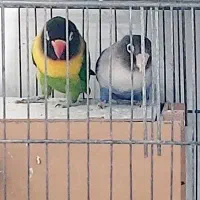 جفت طوطی برزیلی مولد ۶ تخم رنگ خاص یقه زرد