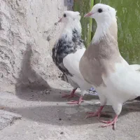 کبوتر طوقی