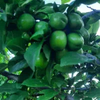 باغ ۱۰ ساله مثمر بر اتوبان تهران|فروش دفتر صنعتی، کشاورزی، تجاری|کرمانشاه, |دیوار