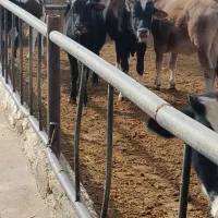 گوساله کردی دورگ لاغر فروشی|حیوانات مزرعه|تهران, مسعودیه|دیوار