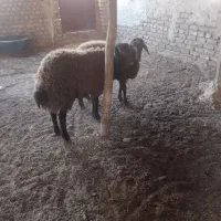 بره نر