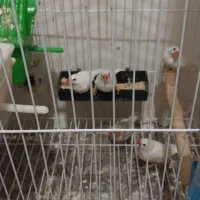 فنچ مرغ عشق انگلیسی